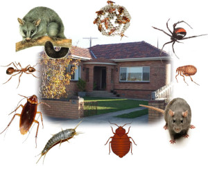Your House Belongs to You Not Pests